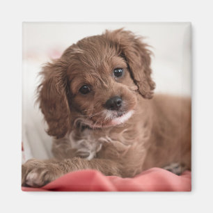 Imã Ruby Cavapoo - Cachorro