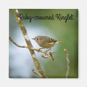 Imã Ruby Crowned Kinglet