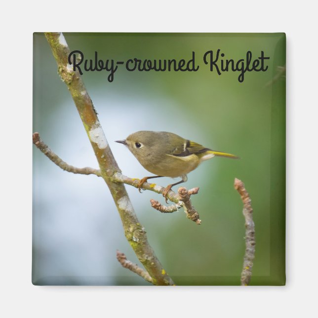 Imã Ruby Crowned Kinglet (Frente)