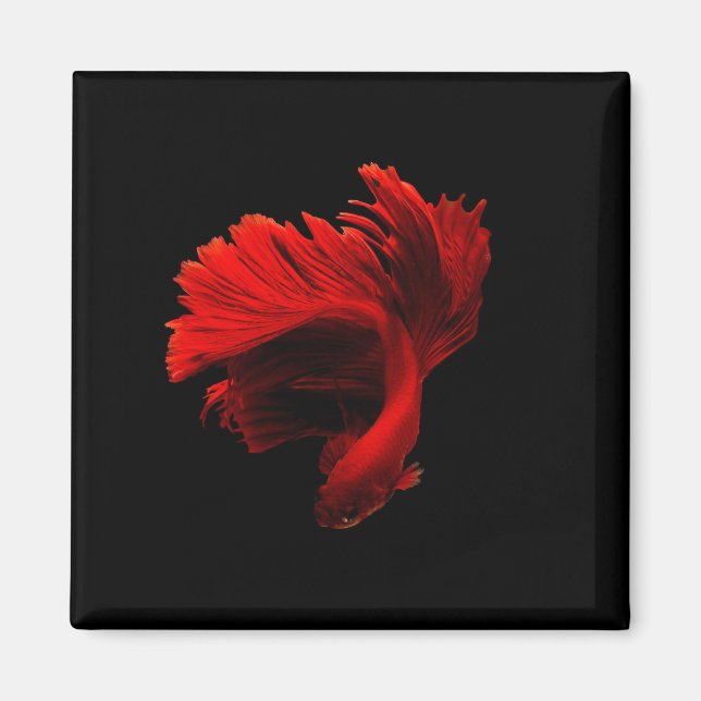 Imã Ruby Red Siamese Fighting Fish (Frente)
