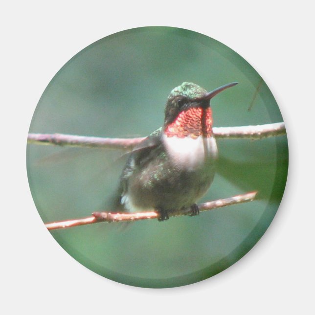 Imã Ruby-throat Flutters Magnet (Frente)