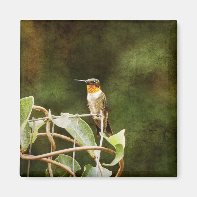 Imã Ruby Throated Hummingbird (Frente)