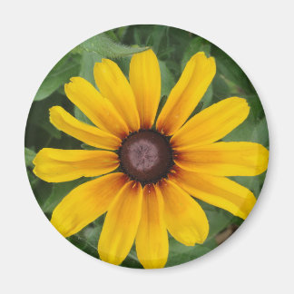 Imã Rudbeckia Magnet