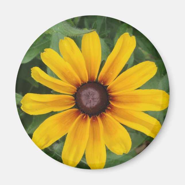 Imã Rudbeckia Magnet (Frente)