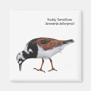 Imã Ruddy Turnstone