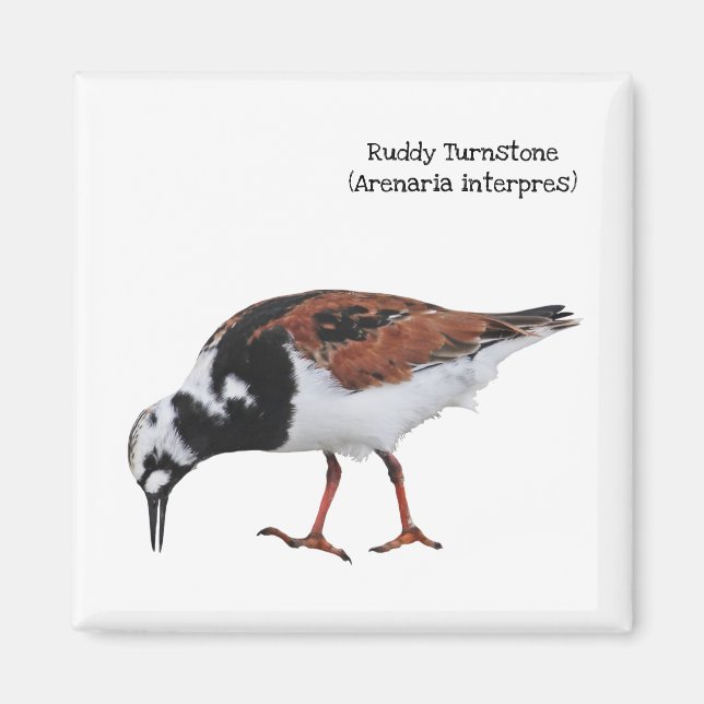 Imã Ruddy Turnstone (Frente)