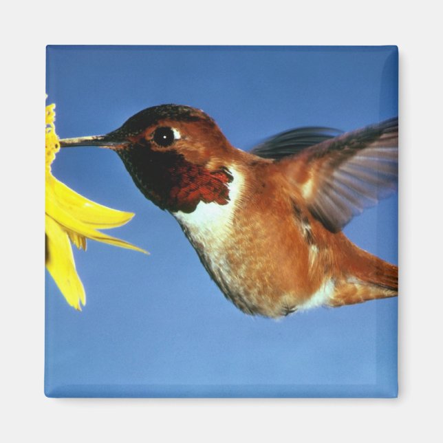 Imã Rufous Hummingbird (Frente)