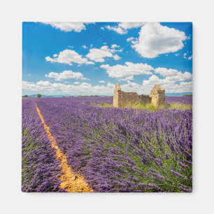 Imã Ruína em Campo de Lavanda, França