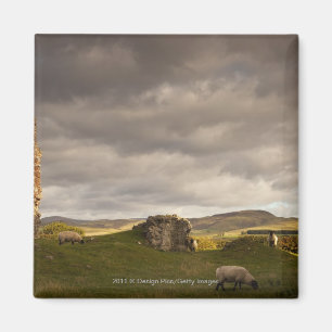 Imã Ruínas do castelo de Cessford com os carneiros qu