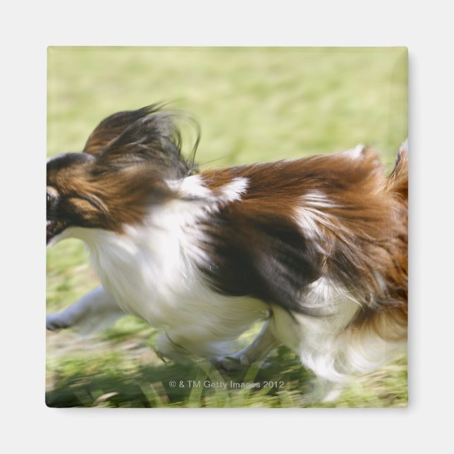 Imã Running Papillon (Frente)