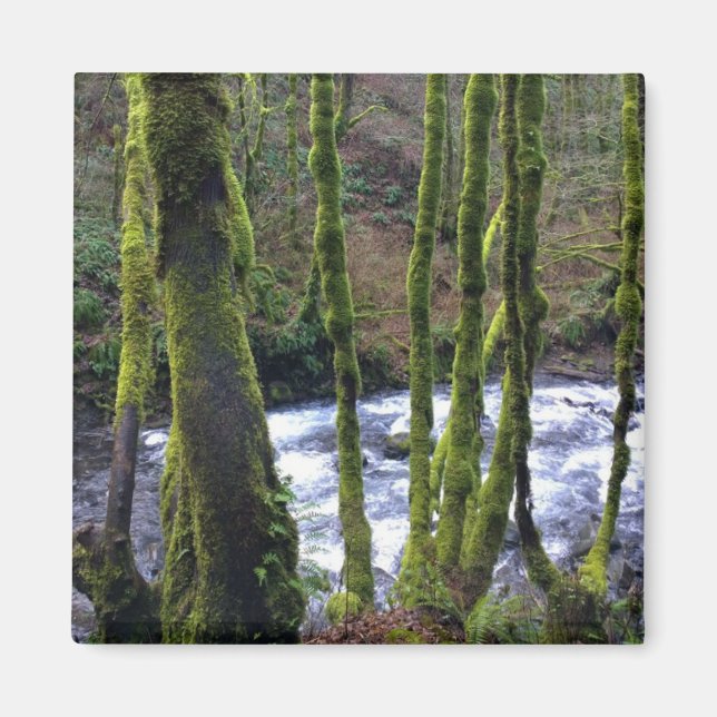 Imã Runoff from Bridal Veil Falls, Oregon (Frente)