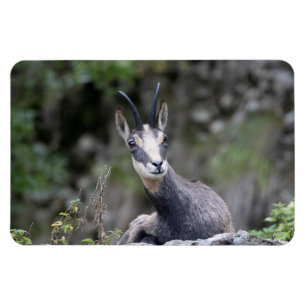 Ímã Rupicapra rupicapra