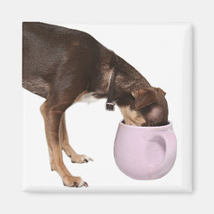 Imã ruptura de café