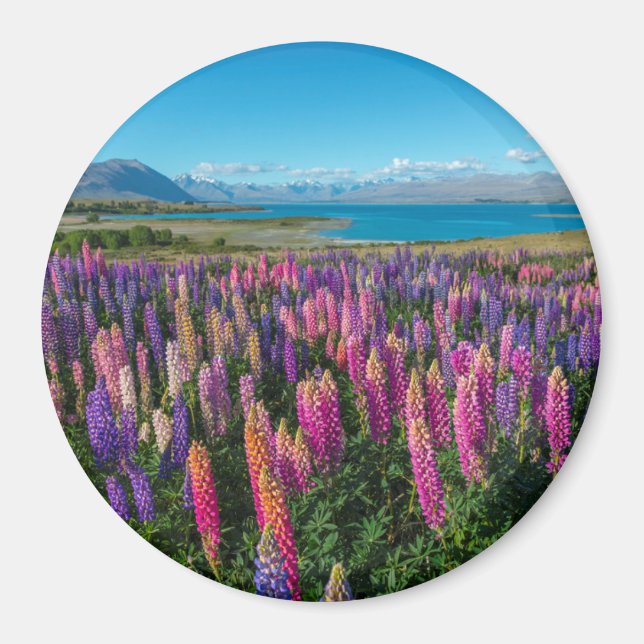 Imã Russle Lupines no lago Tekapo | Nova Zelândia (Frente)