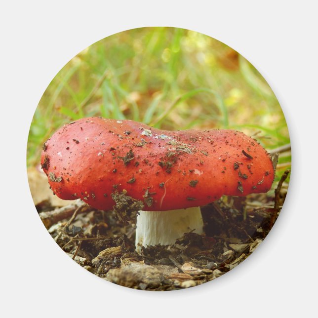Imã Russula Emetica Magnet (Frente)