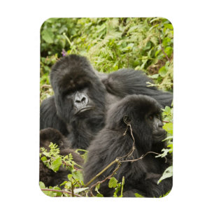 Ímã Rwanda, parque nacional dos vulcões. Montanha