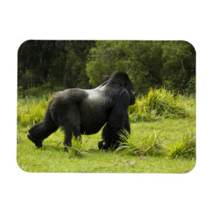 Ímã Rwanda, parque nacional dos vulcões. Montanha 2