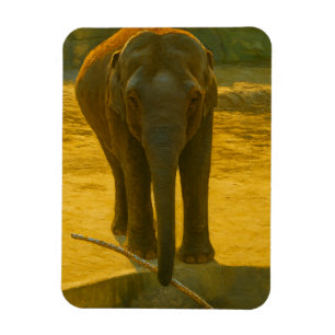 Ímã Sabedoria do Elefante ouro - Vida Selvagem Majesto