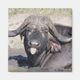 Imã Sabi lixa a tutela, província de Mpumalanga, 2