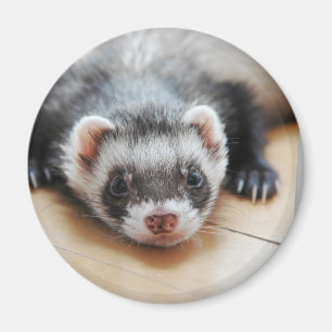 Imã Sable Ferret