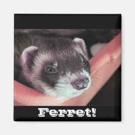 Imã Sable Ferret Magnet