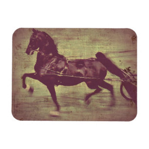 Ímã Saddlepurgusto