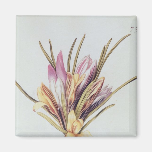 Imã Saffron ou Crocus, de 'La Guirlande de Julie' (Frente)