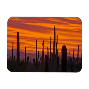 Ímã Saguaro, pôr do sol, Parque Nacional Saguaro