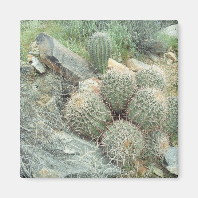 Imã Saguaro Swirl Cactus Refrigerator Gift Magnet (Frente)