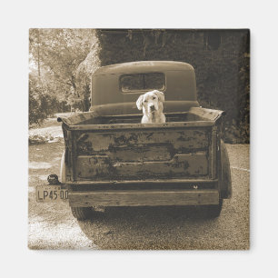 Imã Saia de Dodge - Fotografia de Cães