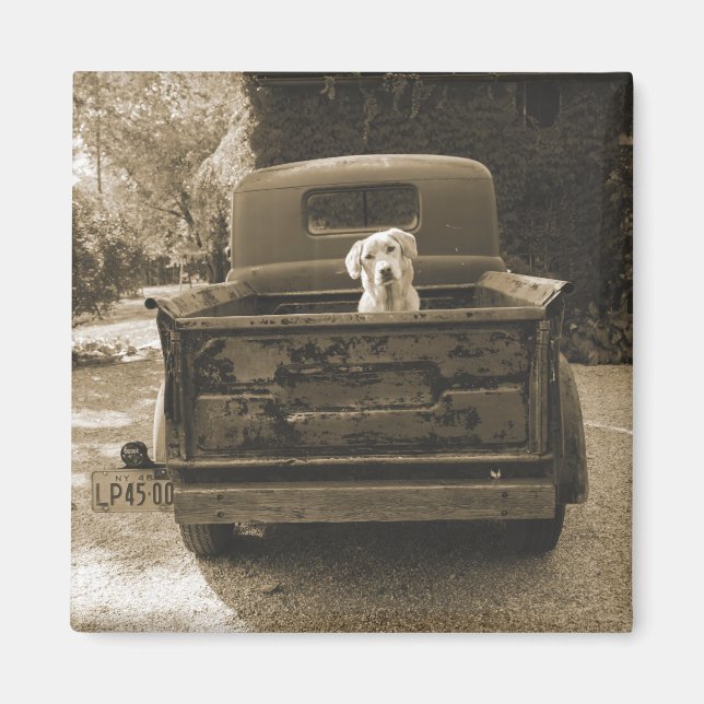 Imã Saia do Dodge - Fotografia Canina (Frente)