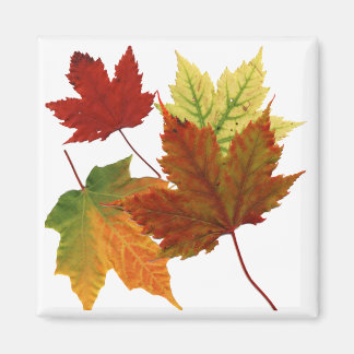 IMÃ SAÍDAS DO OUTONO