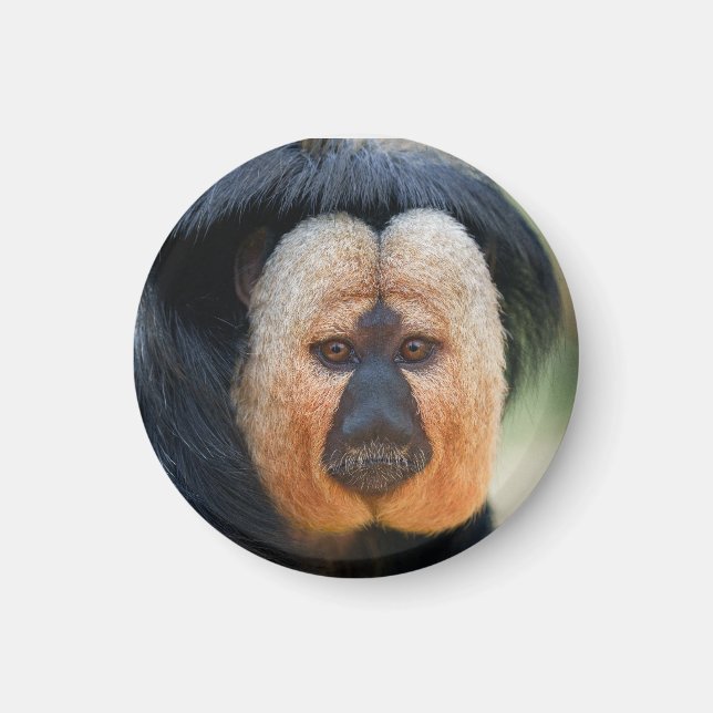 Imã Saki de cara branca (Frente)