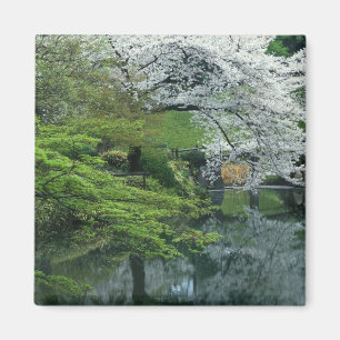 Imã Sakura, Jardim Koishikawa Koraku-en, Tóquio,