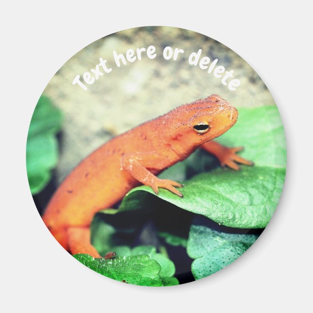 Imã Salamandra Red Eft Nature Personalizado (Frente)