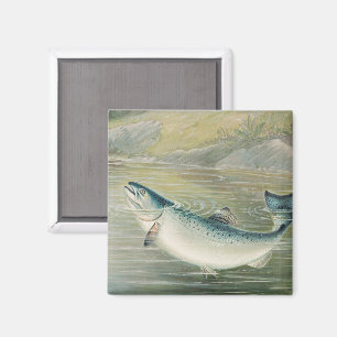 Imã Salmão da Califórnia por S.A. Kilbourne, Peixe Vin