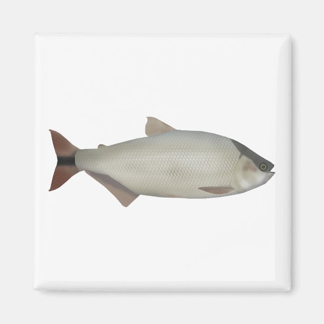 Imã Salmão de rio (Frente)