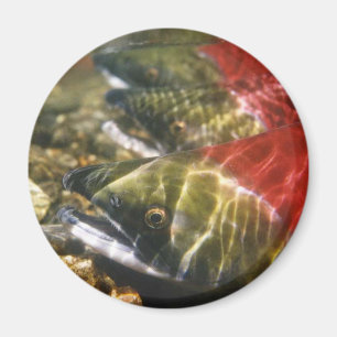 Imã Salmões de Sockeye
