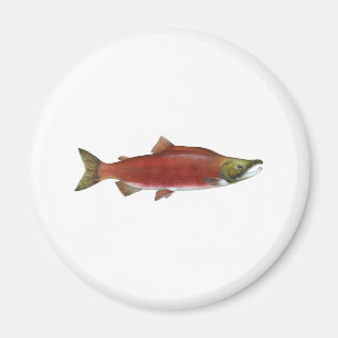 Imã Salmões de Sockeye