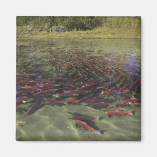 Imã Salmões de Sockeye vermelhos que mmoem no