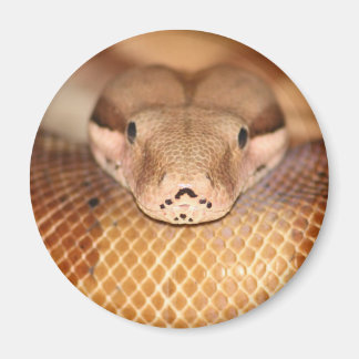 Imã Salmon Boa Magnet