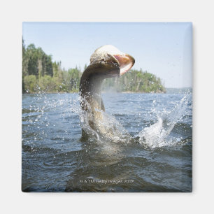 Imã Saltar de Pike do norte da água em um lago