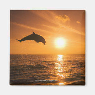 Imã Salto do golfinho de Bottlenose