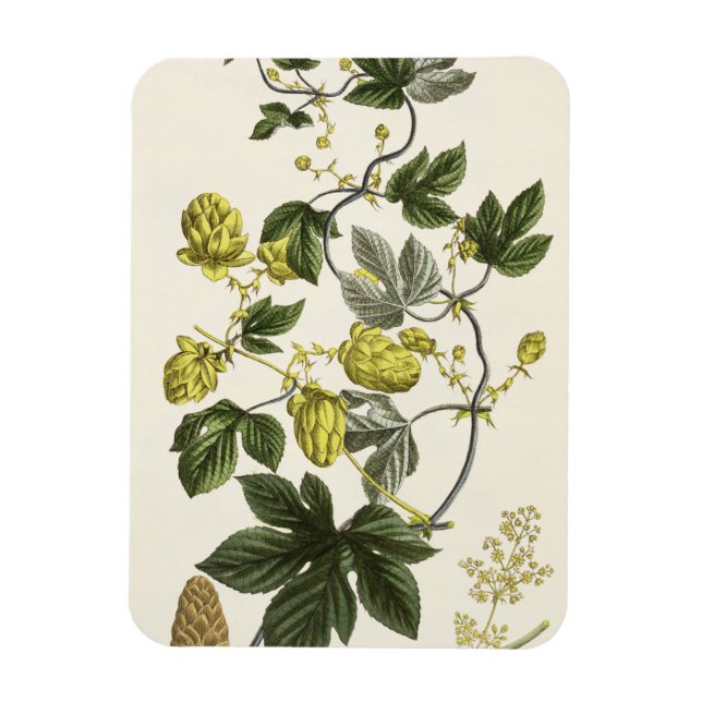 Ímã Salto Vine, do 'Jovem Landsman', publicou Vie (Vertical)