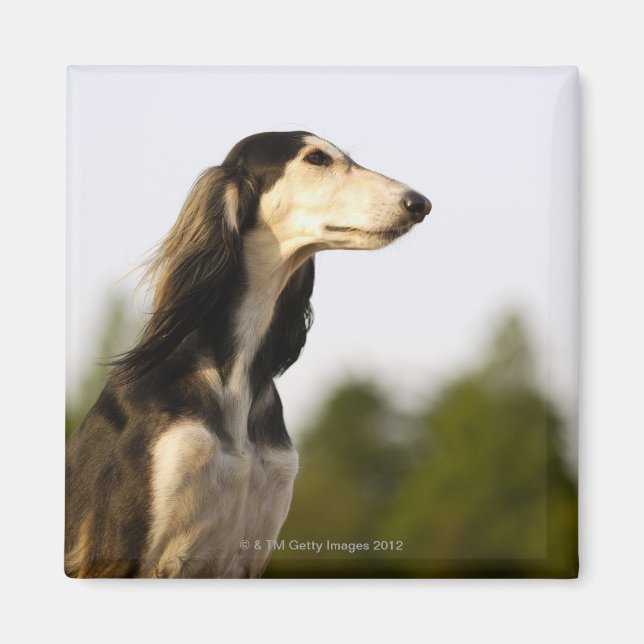 Imã Saluki (Frente)