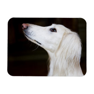 Ímã Saluki que olha acima