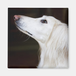 Imã Saluki que olha acima
