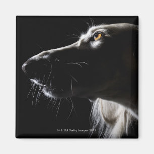 Imã Saluki, retrato