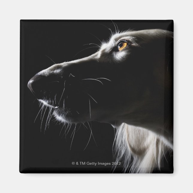 Imã Saluki, retrato (Frente)