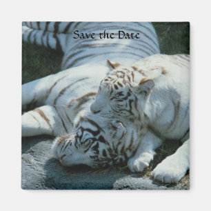 Imã Salvar os ímãs brancos do tigre da data